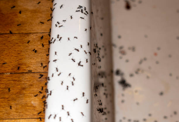 Wasp Removal Services in South Congaree, SC